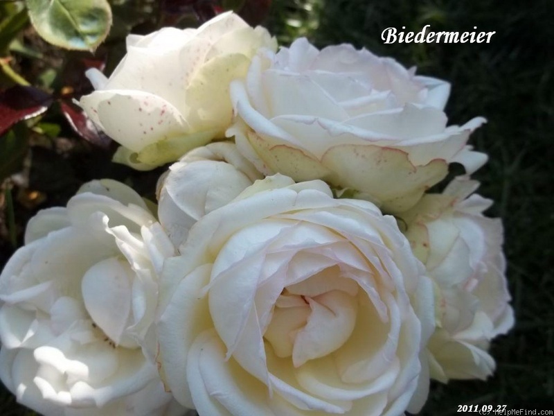 'Biedermeier ®' rose photo