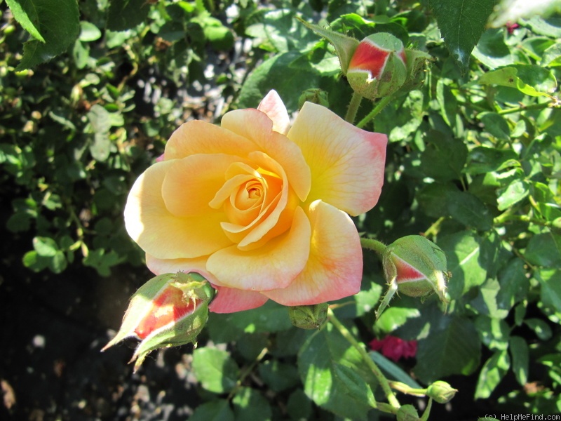 'Antonella Fineschi' rose photo