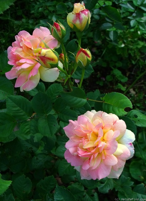 'Bayreuth (shrub, Kordes, 1965)' rose photo