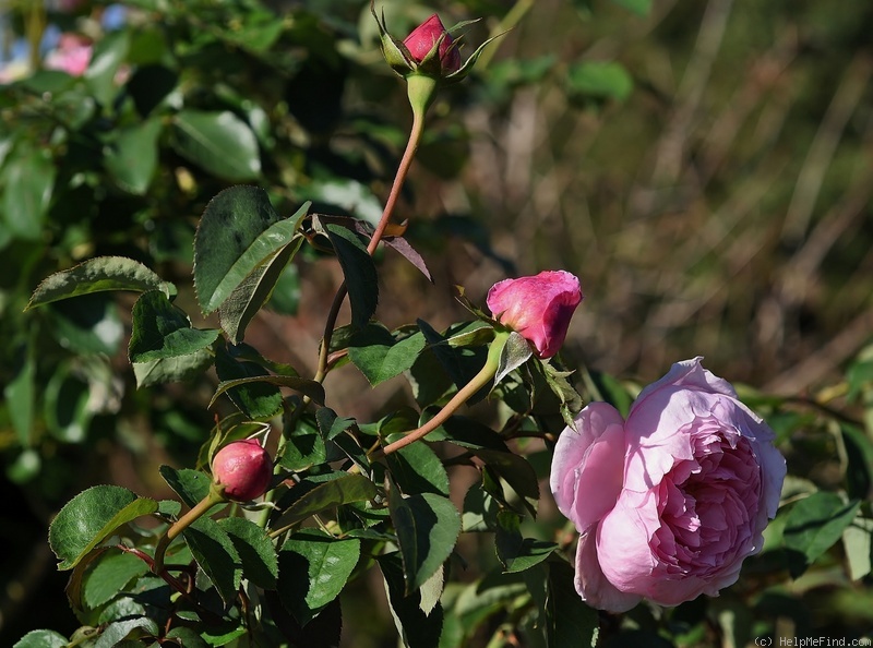 'Bibi Maizoon ®' rose photo