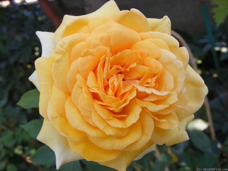 'Sophia Renaissance' rose photo