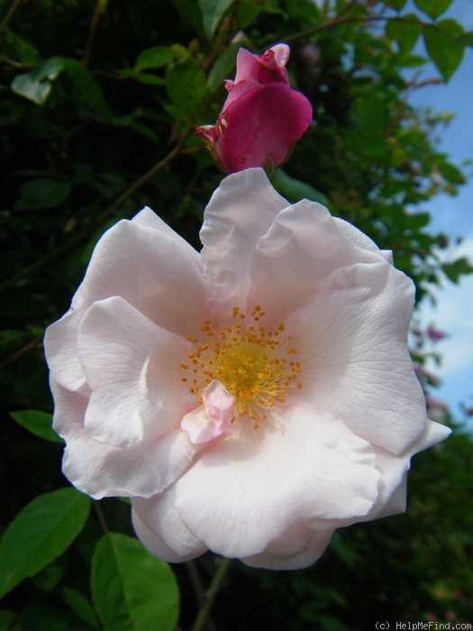 'Ayrshire Splendens' rose photo