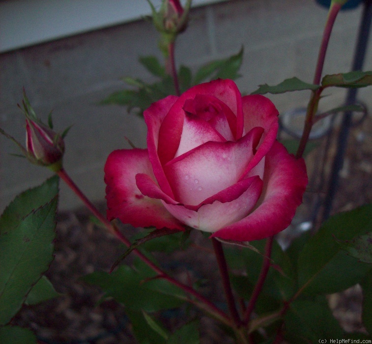 'Renegade (miniature, Tucker 2008)' rose photo