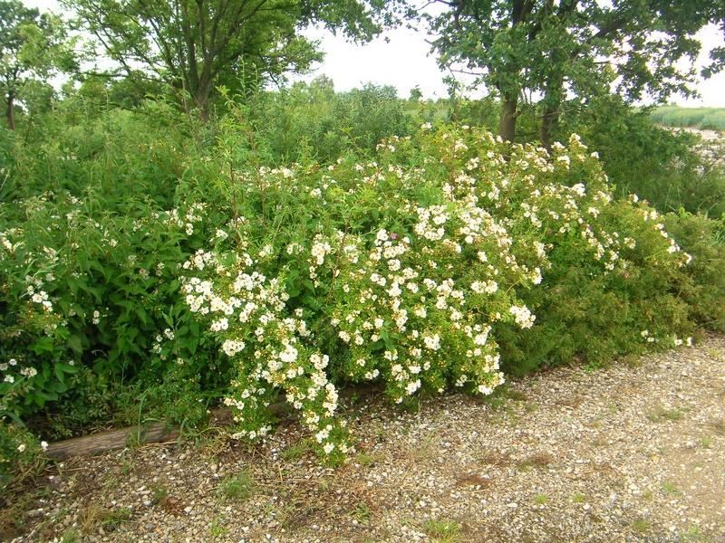 'Lykkefund (Rambler, Olsen, 1930)' rose photo