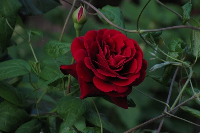 'Mushimara' rose photo