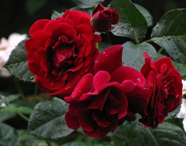 'Mushimara' rose photo