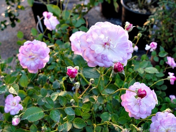 'Cotton Candy (polyantha, Bagnasco 2006)' rose photo