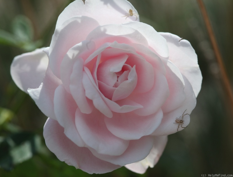 'Coquette des Blanches' rose photo