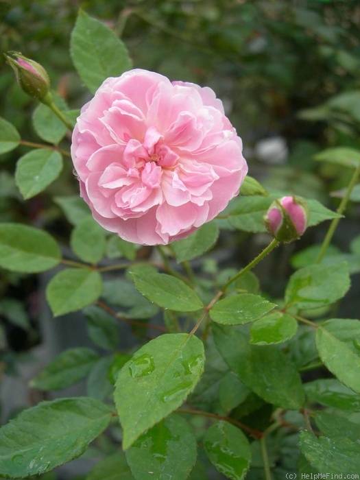 'OLGXLAM' rose photo