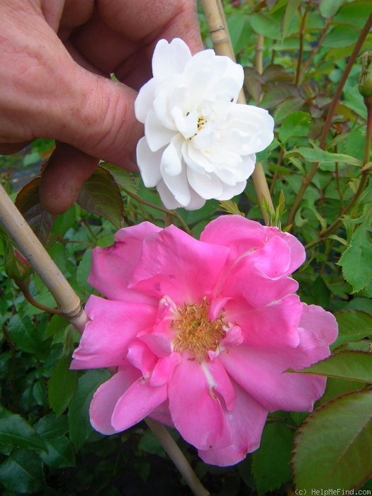 'Carefree Beauty' rose photo