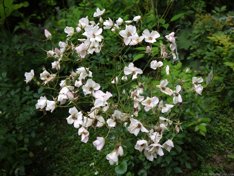'Lucy's Rose (shrub, Scarman 2005)' rose photo