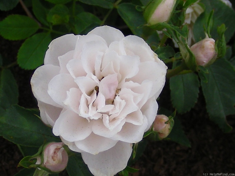 'Elizabeth Navarro ™' rose photo