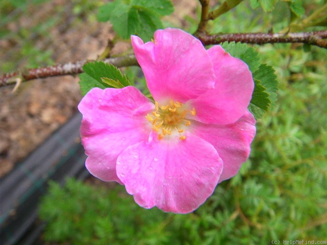 'R. glutinosa' rose photo