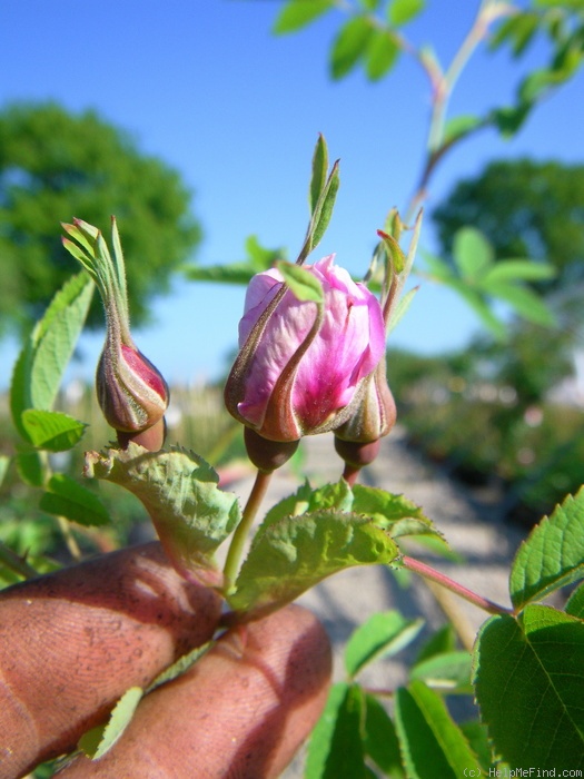 'Rosa majalis plena' rose photo