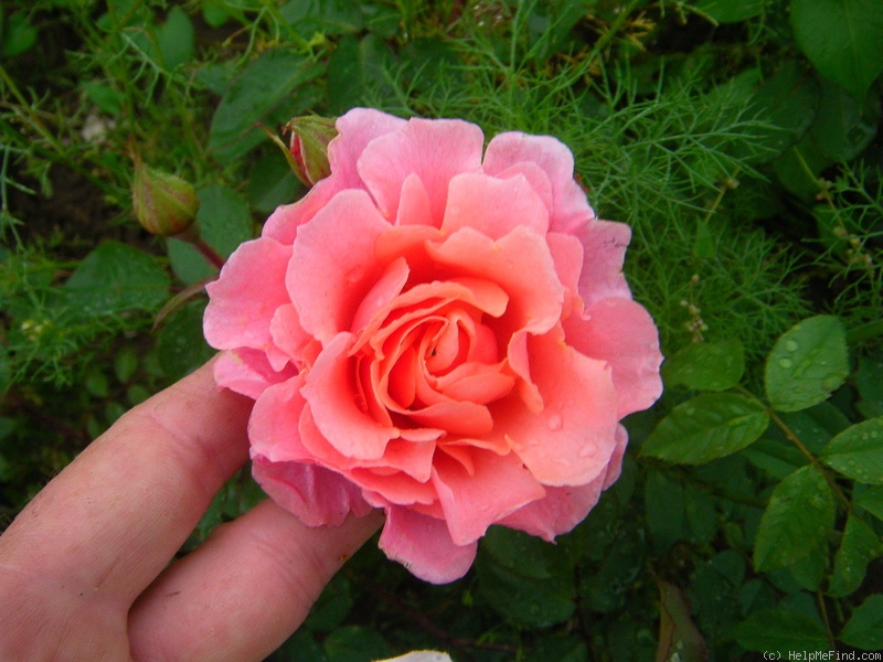 'Schloss Bad Homburg ®' rose photo