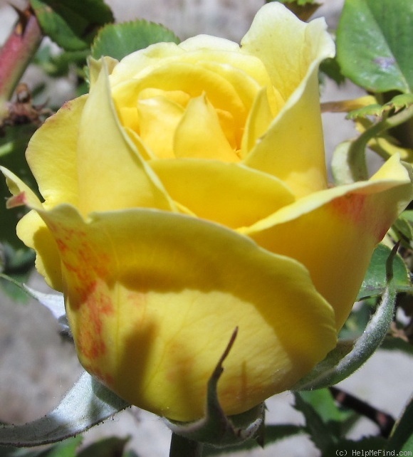 'Roberta Bondar' rose photo