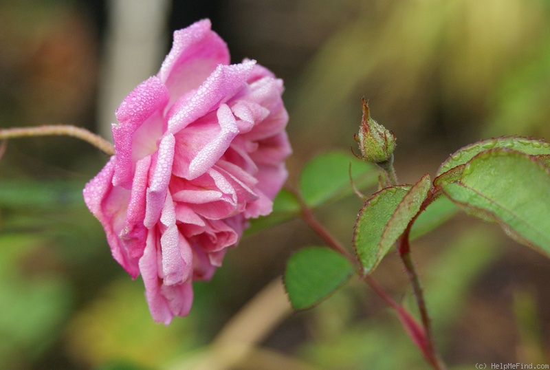 'Birdie Blye' rose photo