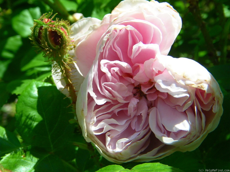 'Everblooming Moss' rose photo