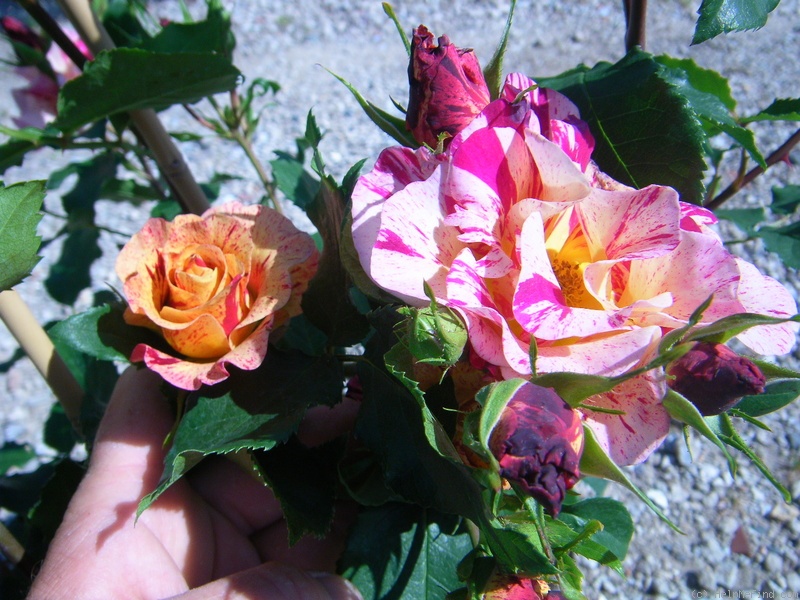 'Edgar Degas ®' rose photo