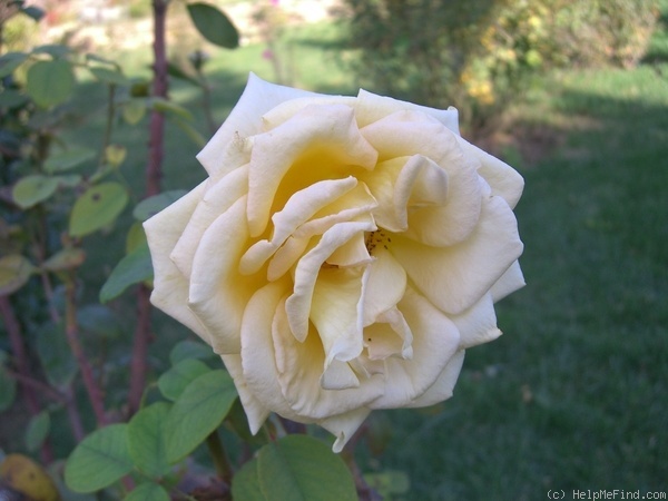 'Annabella ® (hybrid tea, Barni, 1981)' rose photo