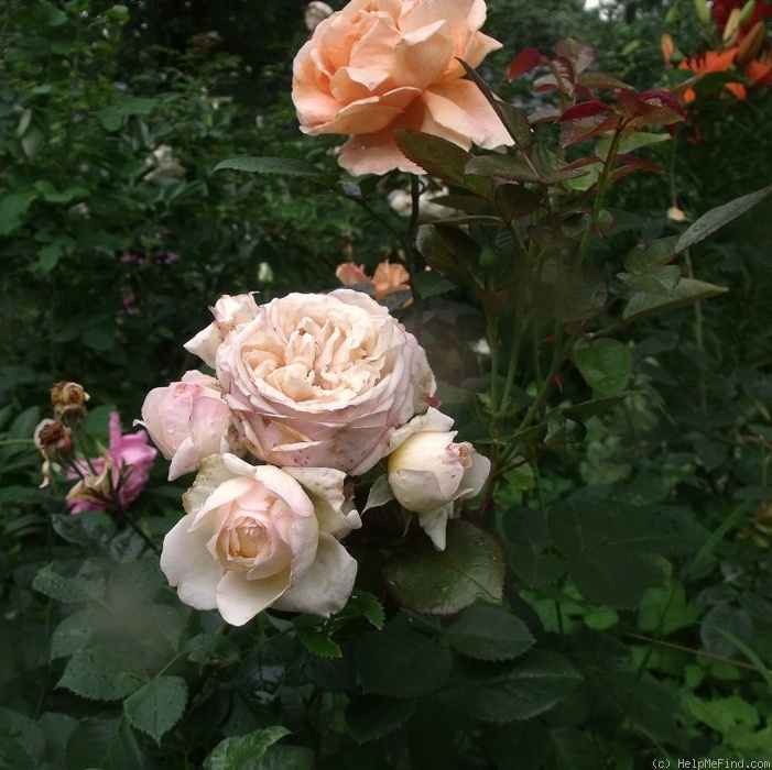 'Charles de Nervaux ®' rose photo