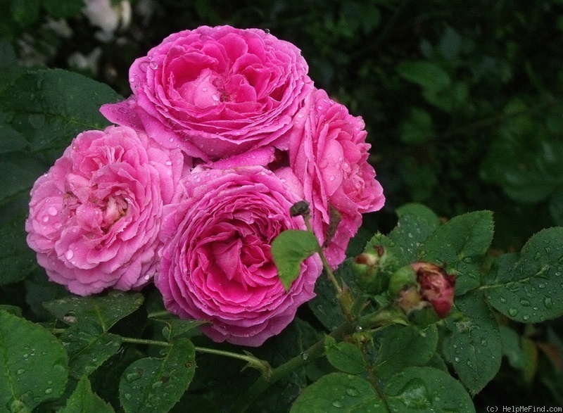 'John Hopper' rose photo