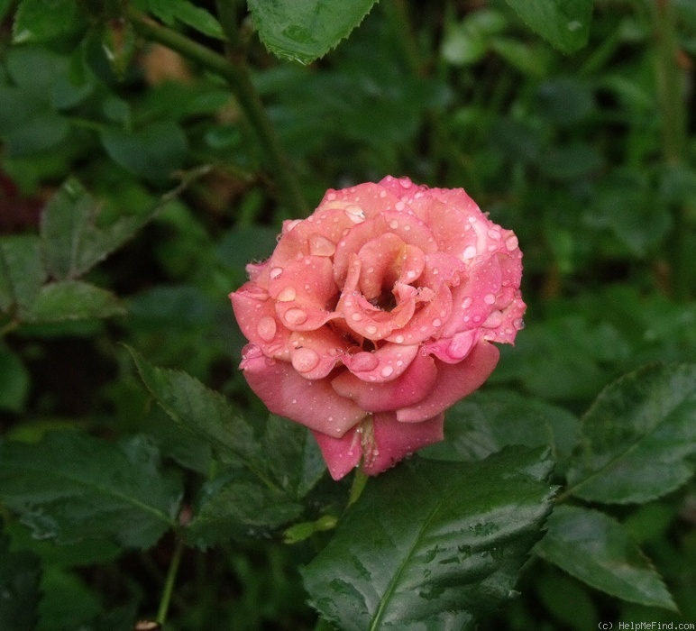 'Hot Chocolate (floribunda, Schuurman, 1999)' rose photo