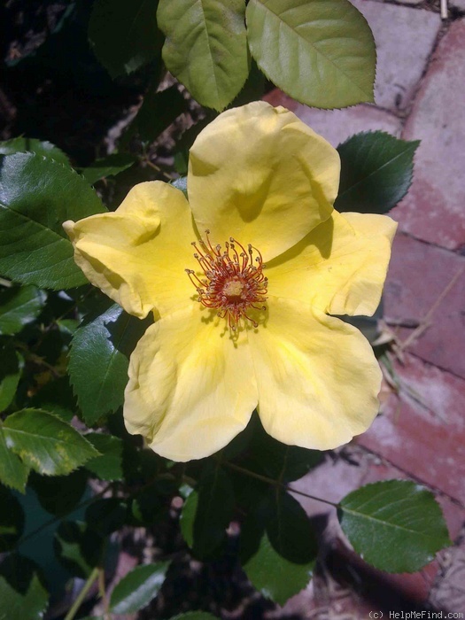 'Sunny June' rose photo