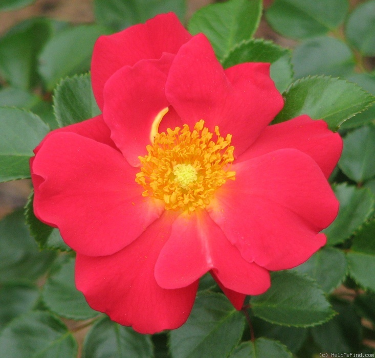 'Golden Eye' rose photo