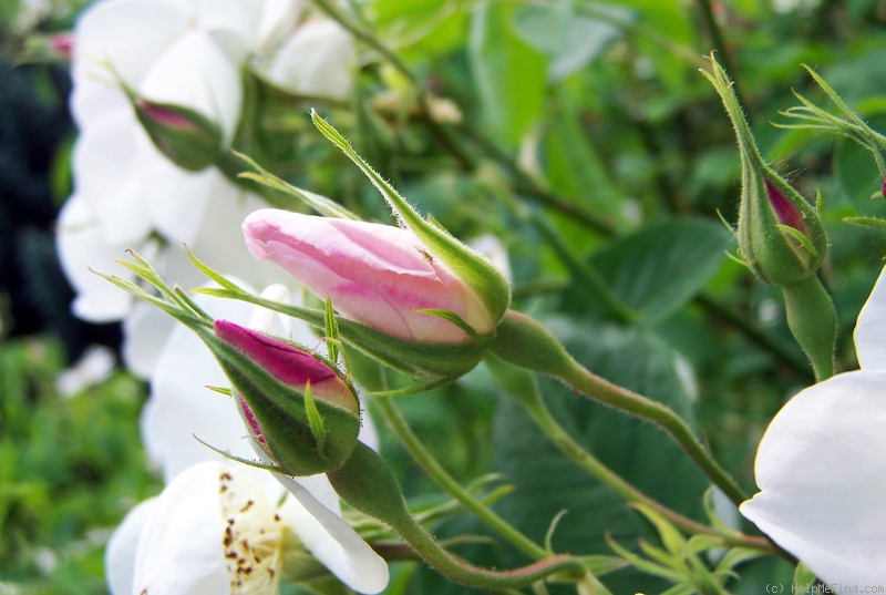 'Dupontii' rose photo