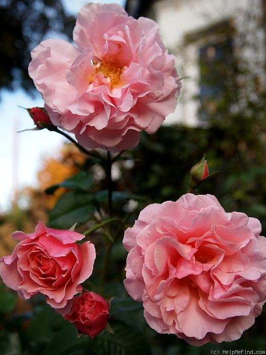 'Twiggy's Rose' rose photo