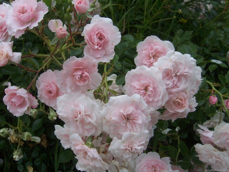 'Rosy Dreams' rose photo