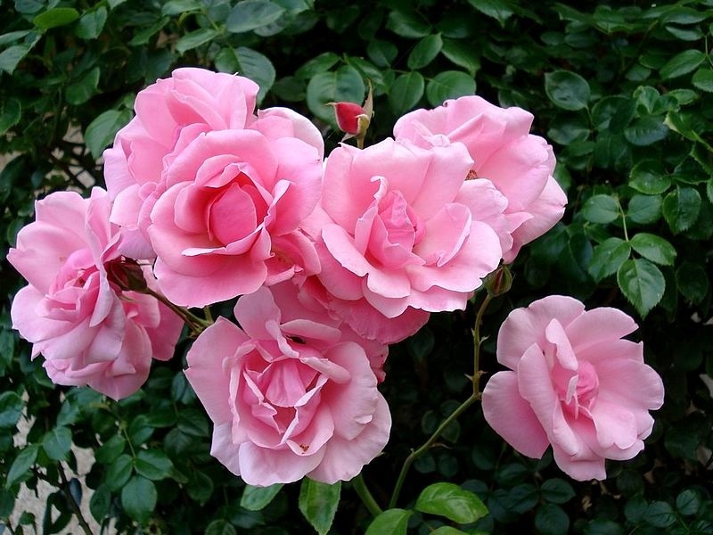 'Armada ®' rose photo