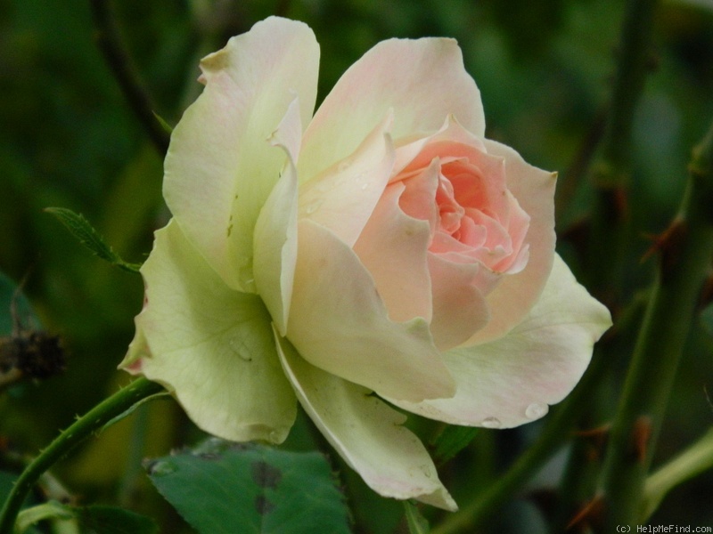 'Mint Julep' rose photo