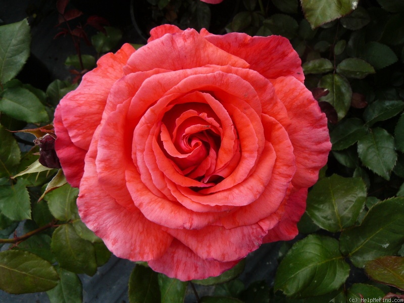 'Fragrant Cloud (hybrid tea, Tantau 1963)' rose photo