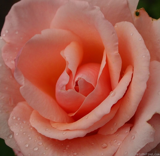 'Kate Rainbow' rose photo