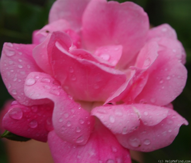 'Elfenreigen' rose photo