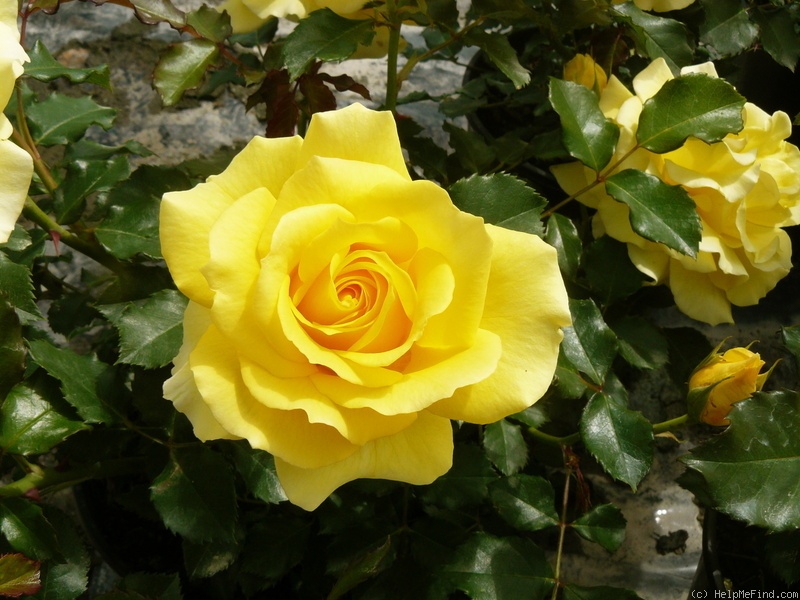 'Gold Bunny' rose photo