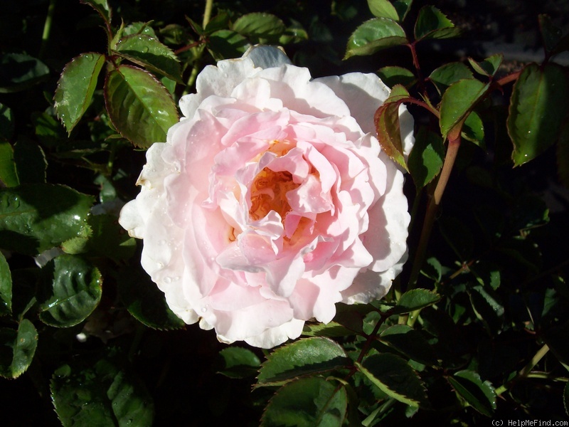 'Brindabella Pink Bouquet' rose photo