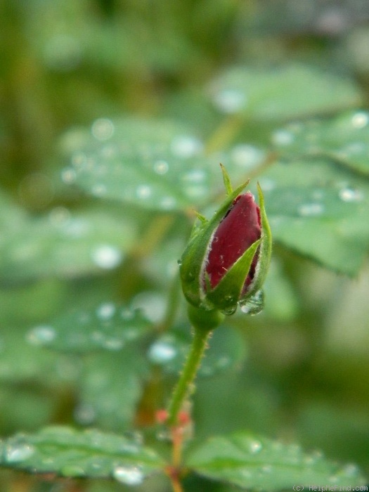 'IHTXLB' rose photo