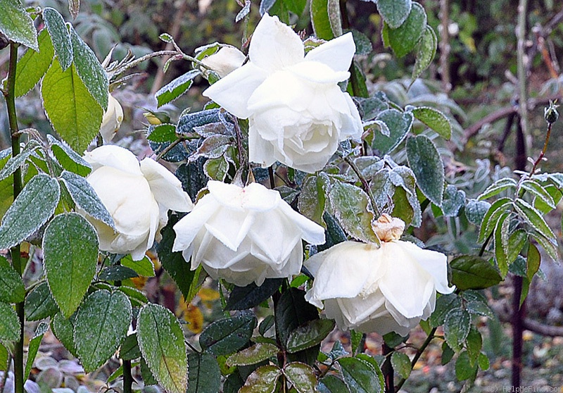 'Countess of Wessex' rose photo