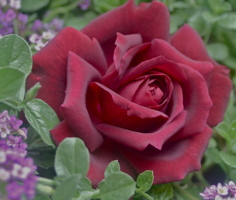 'Olde Romeo' rose photo