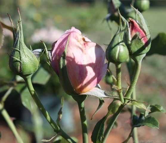 'Lady Woodward' rose photo