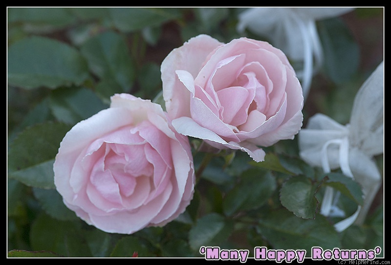 'Many Happy Returns' rose photo