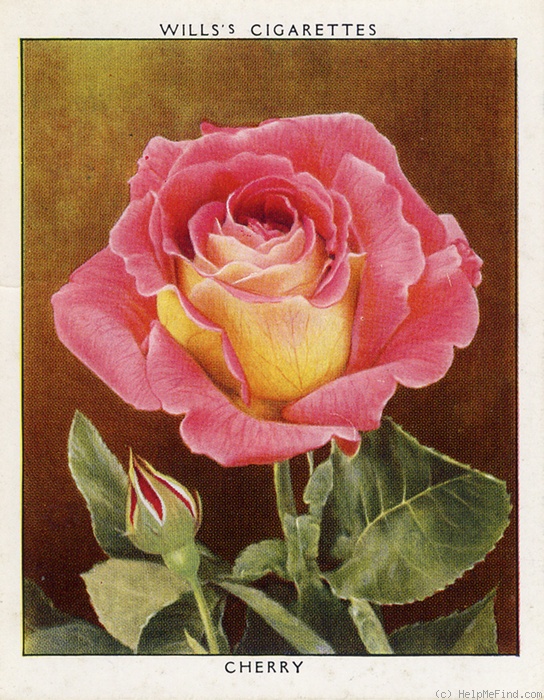 'Cherry (hybrid tea, McGredy, before 1926)' rose photo