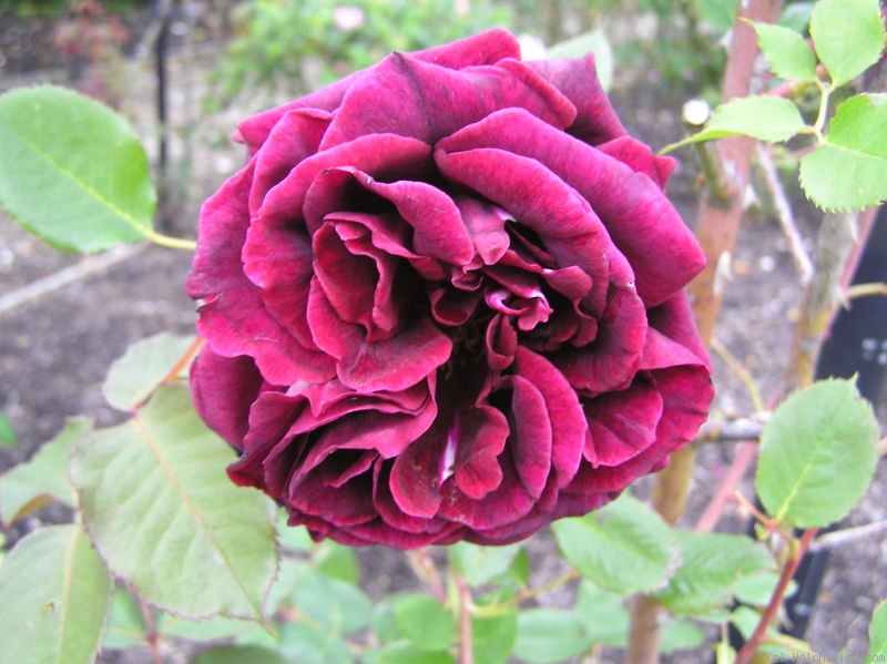 'Guinée' rose photo