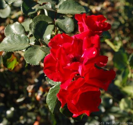 'Parkdirektor Riggers ®' rose photo
