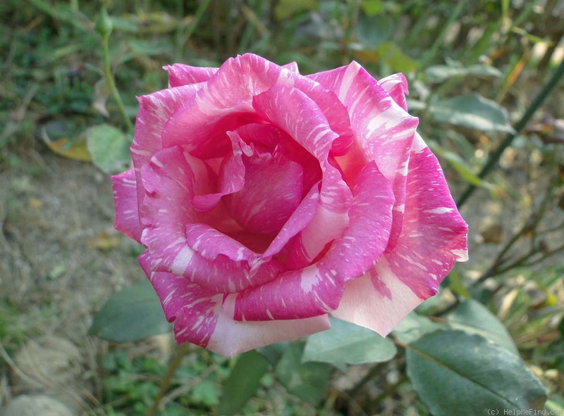 'Candy Stripe' rose photo