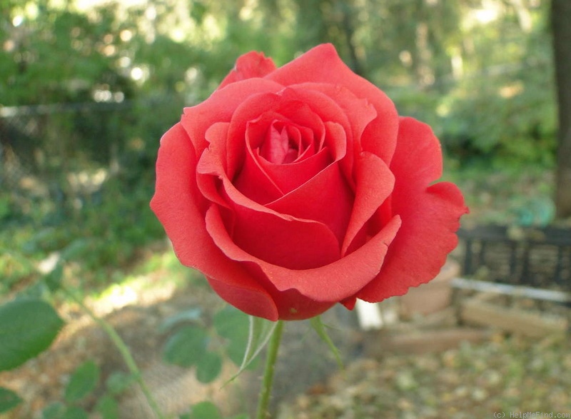 'Holsteinperle' rose photo