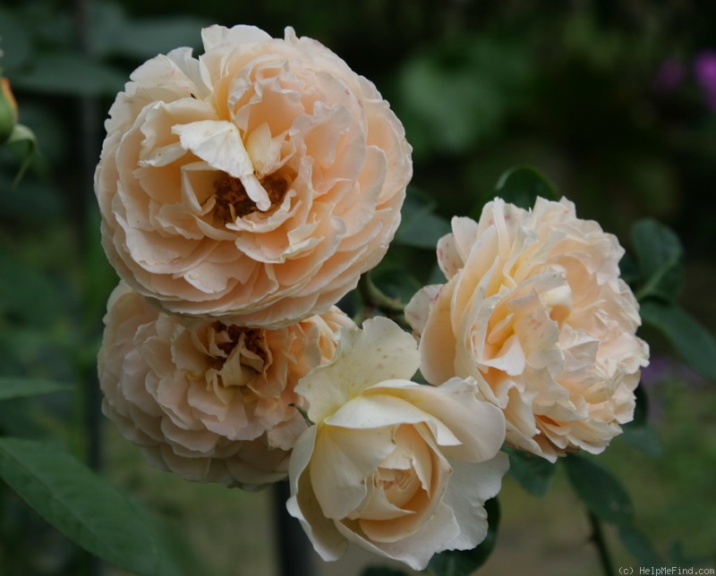 'Dany Hahn ®' rose photo